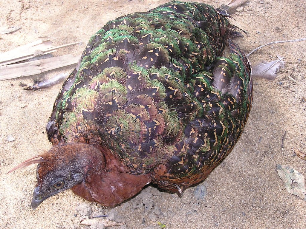 Afropavo hen dazed .jpg