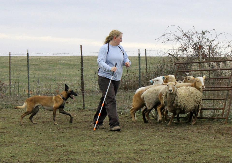 Lily Herding.jpg