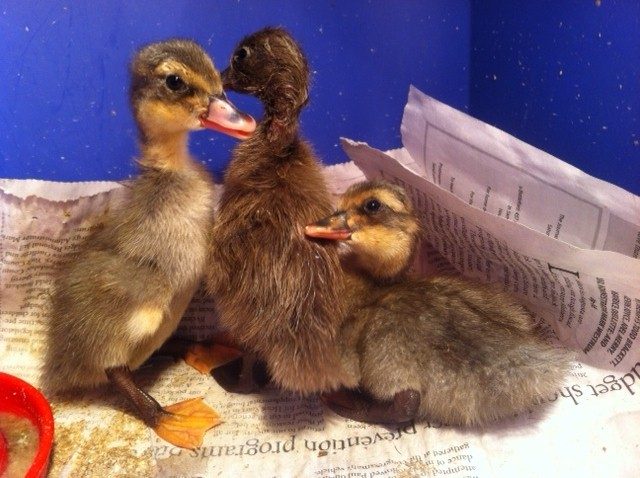 Buff Ducklings