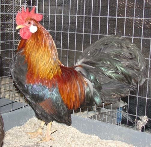 light brown leghorn