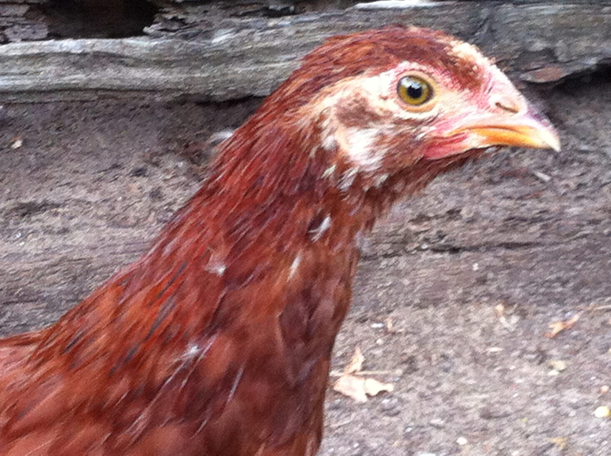 Chickens Red