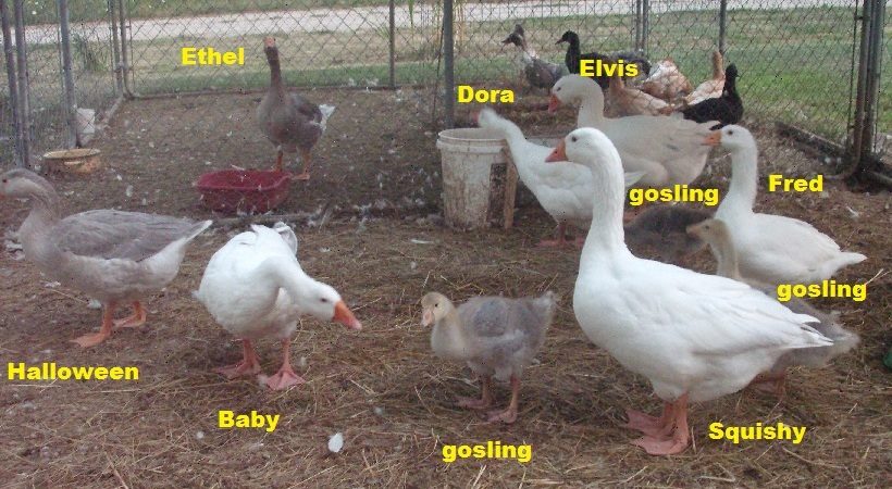 complete geese flock 6-29-2012 (4).JPG