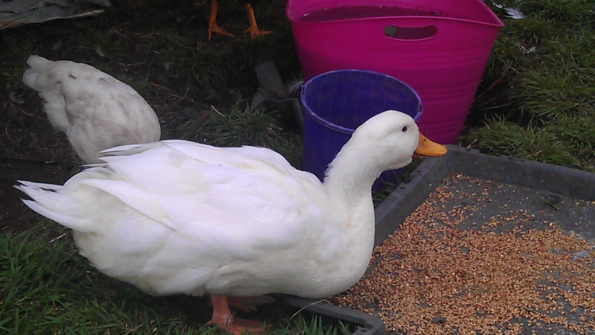 White Pekin