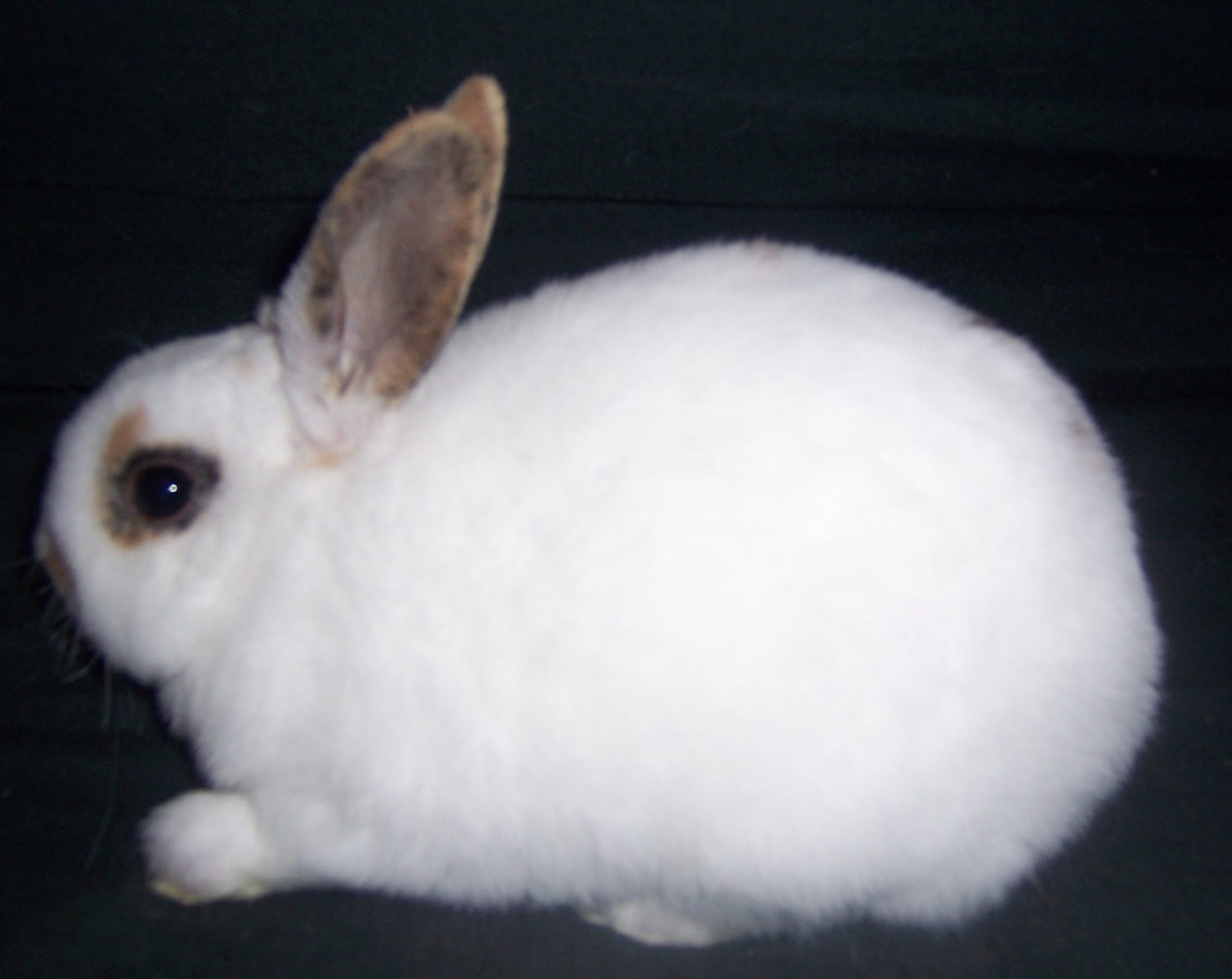 Rabbit Breed Pictures