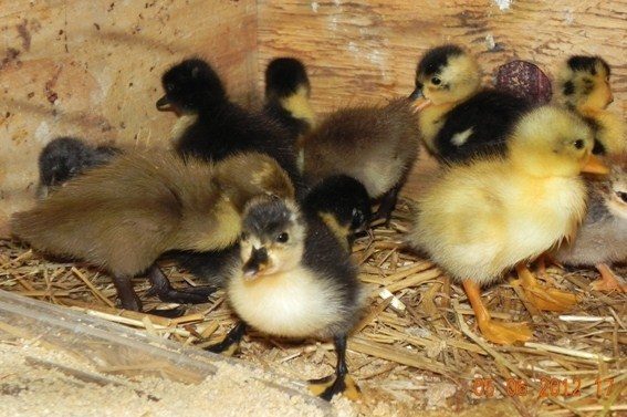 BabyDucks.jpg
