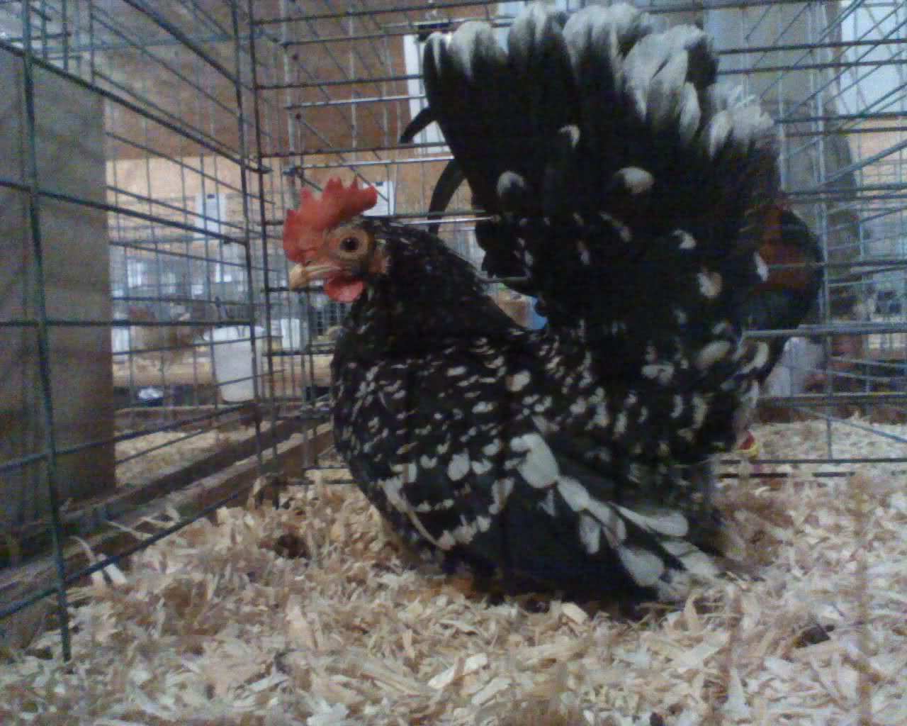 Mottled Japanese Bantam