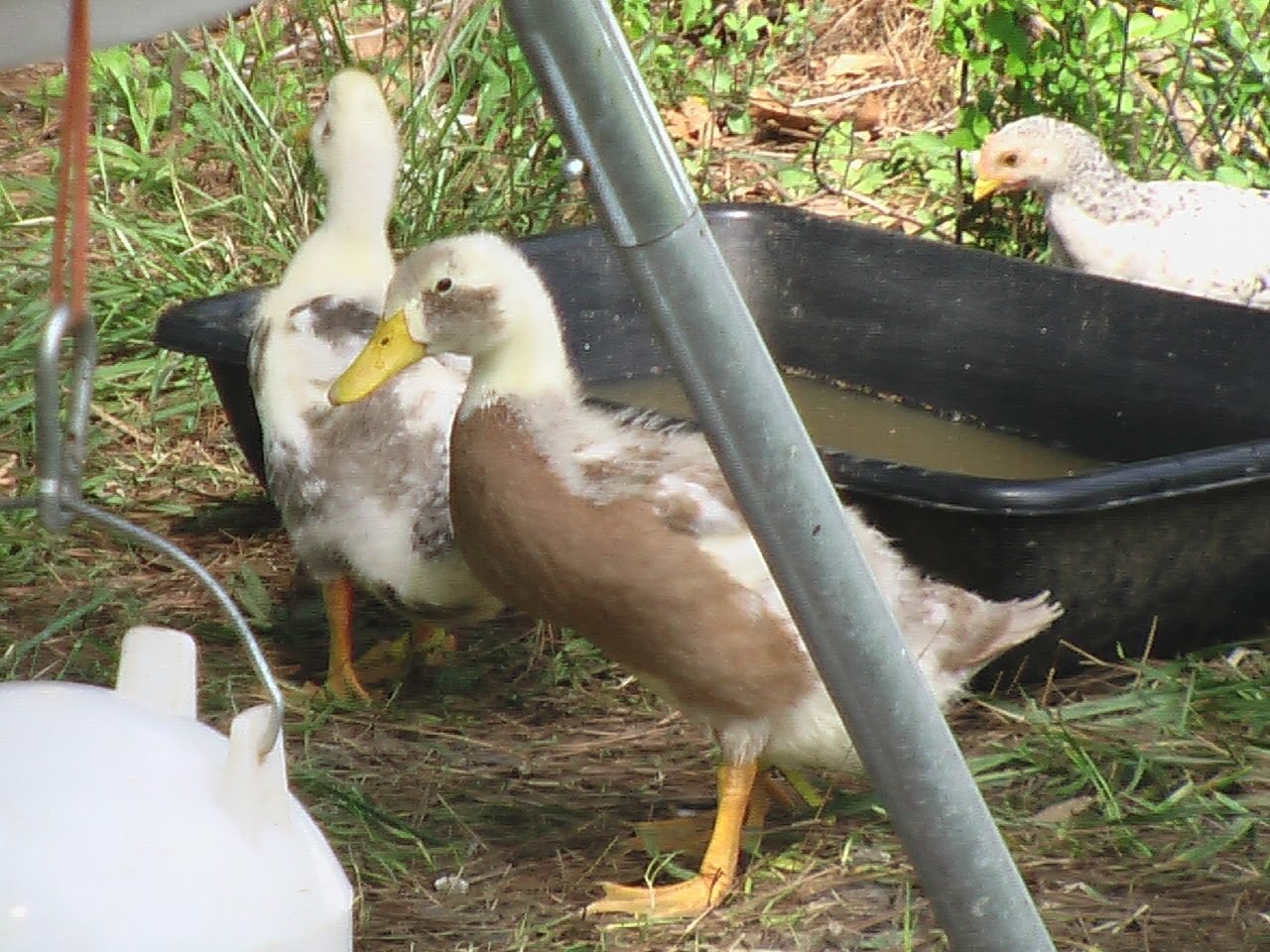 american buff goose