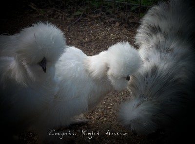 Silkies.jpg