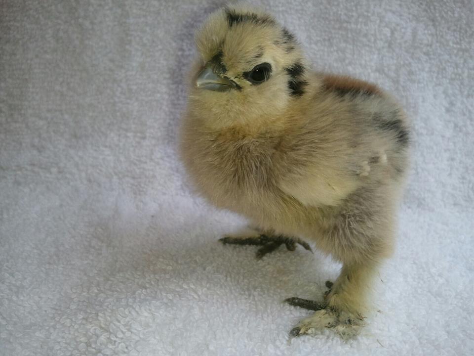 Stripey PA silkie.jpg