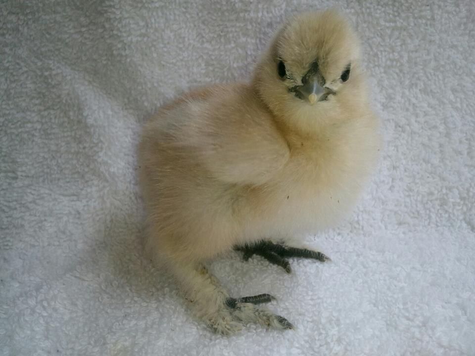 Porcelain Silkie.jpg