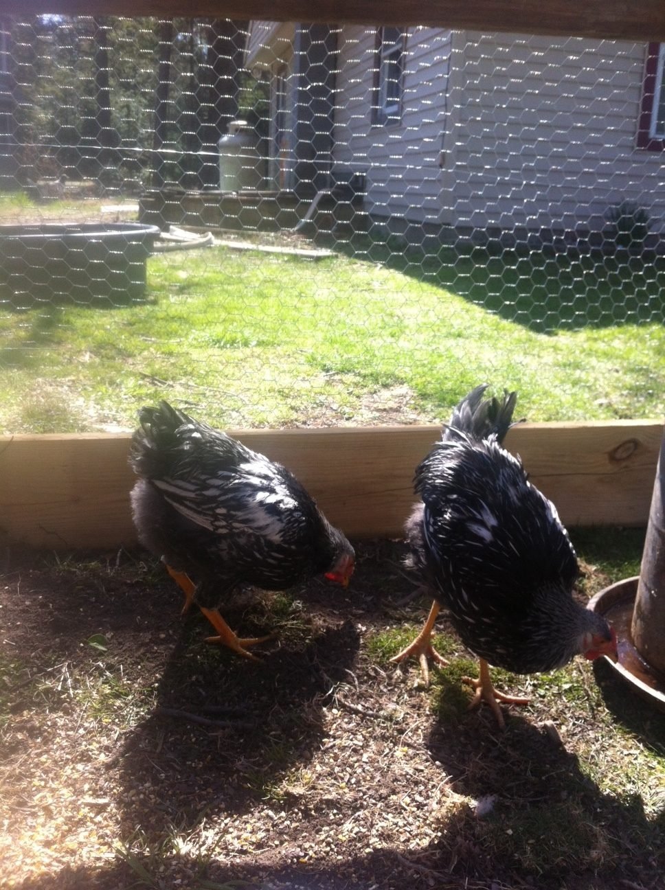 Rooster babies.jpg