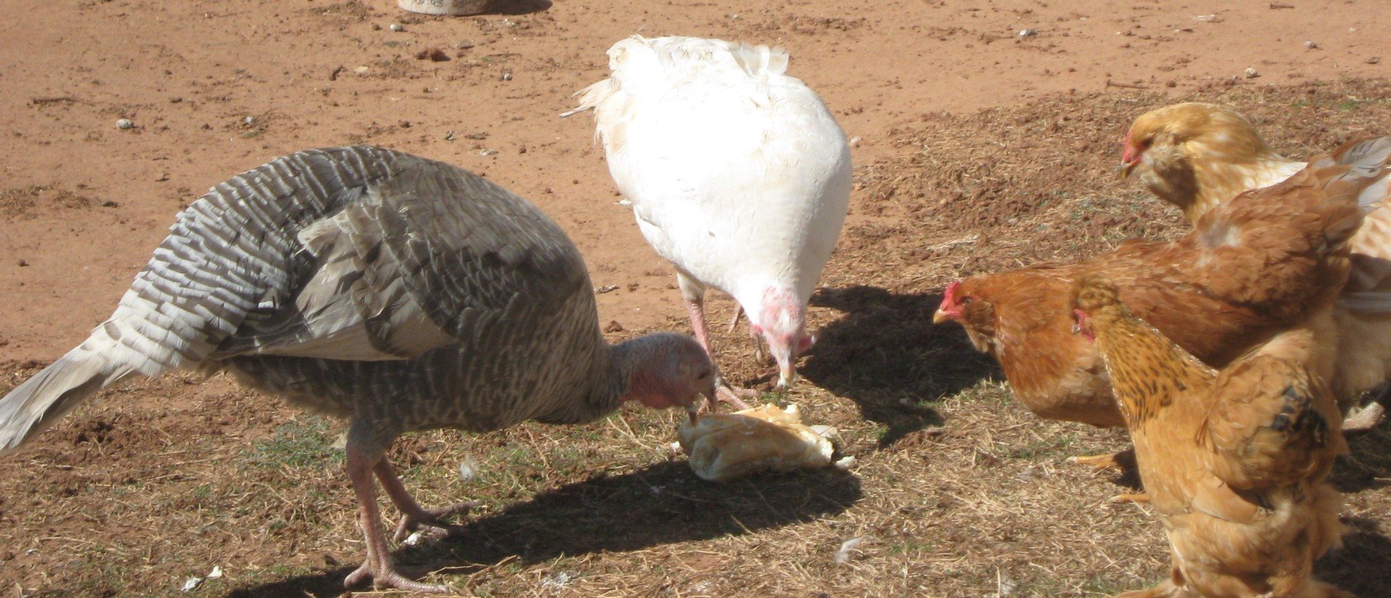 geese and turkeys 008 - Copy.JPG