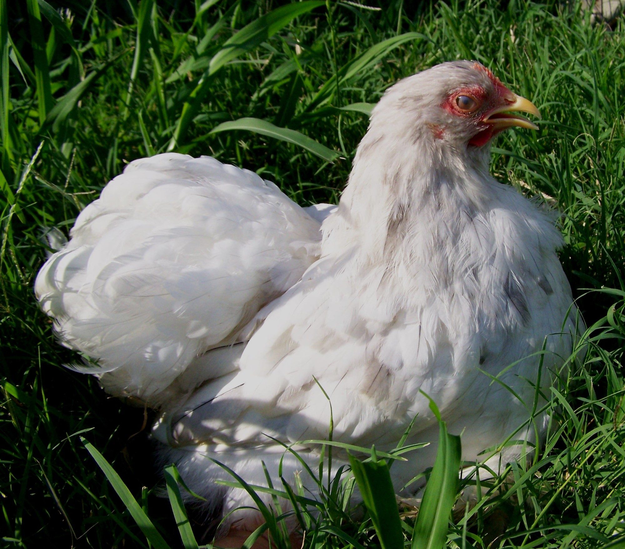 Cochin Hen