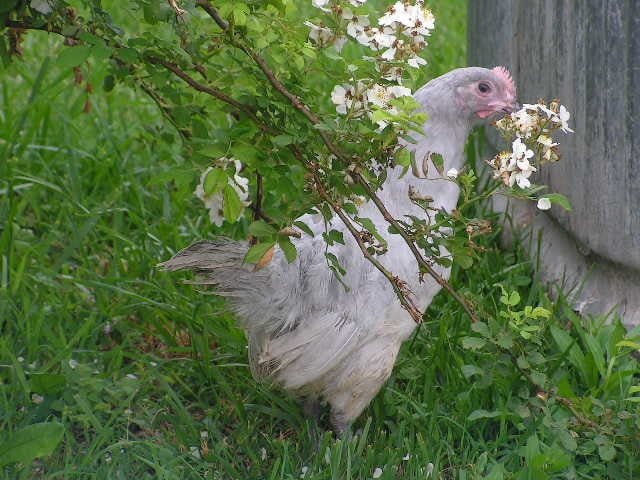 lavender orpington eggs