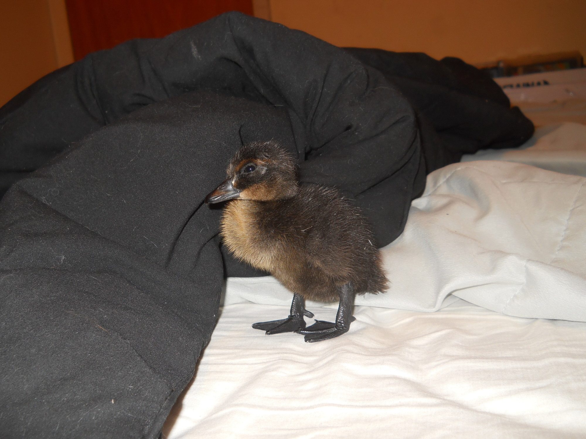 duck 003.JPG