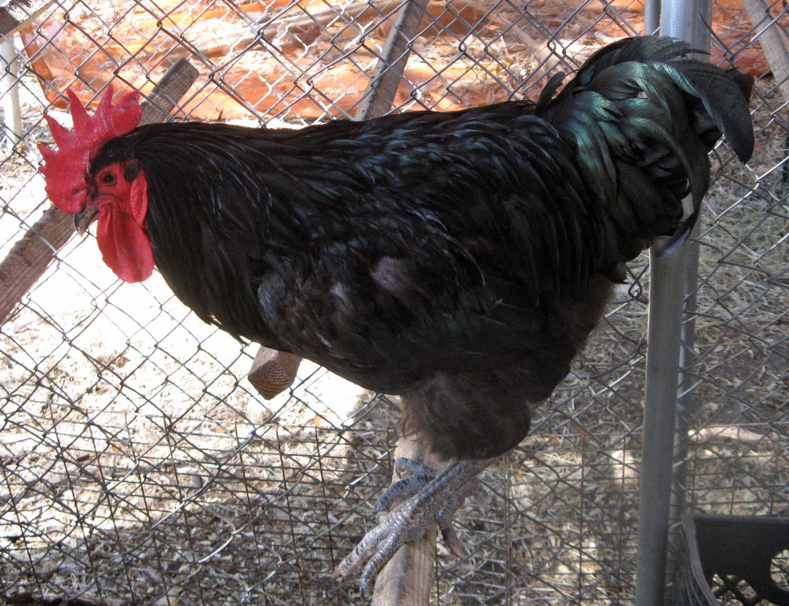 Australorp Rooster