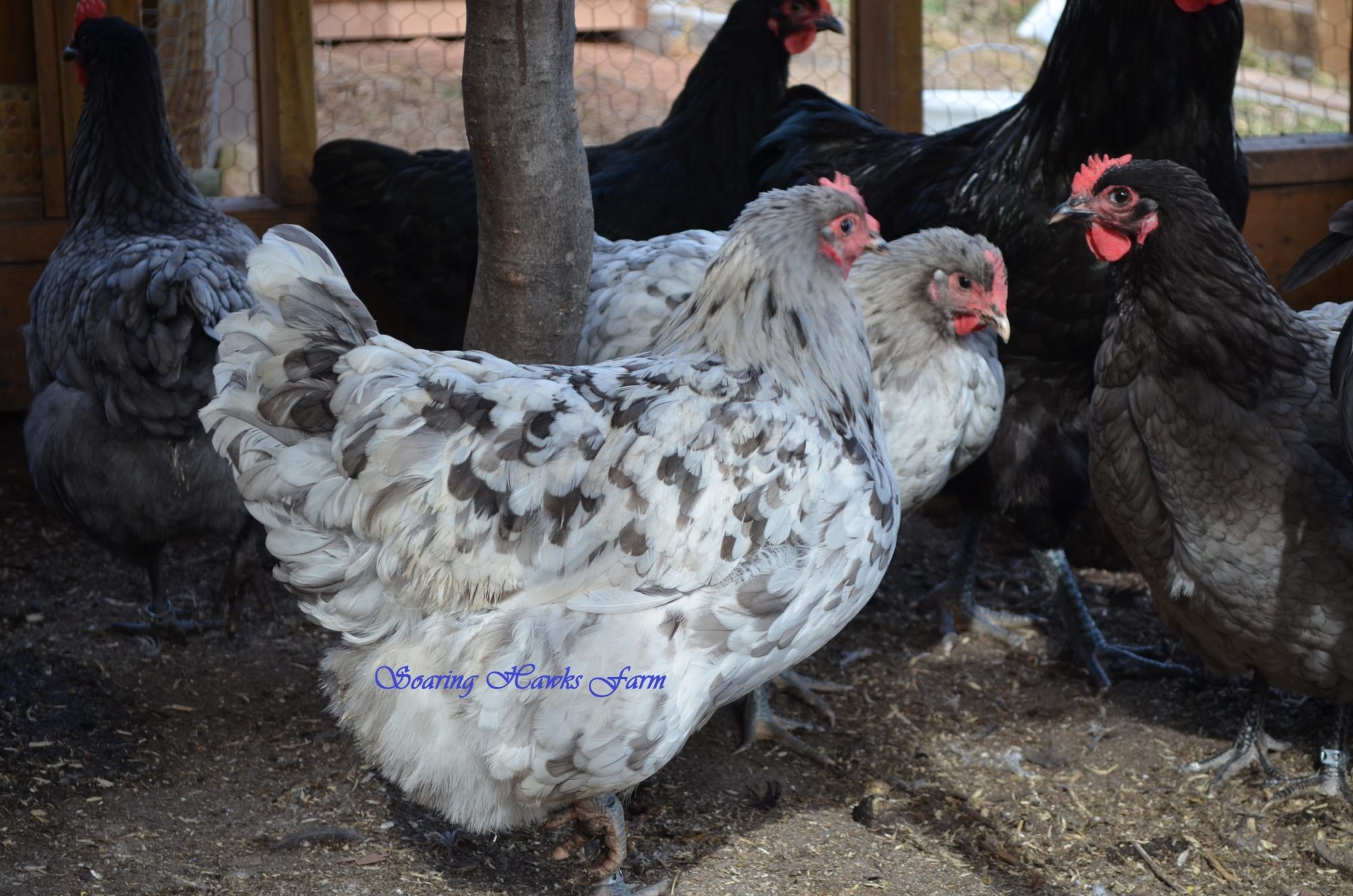 breeder updates 2-14-2012 026.JPG