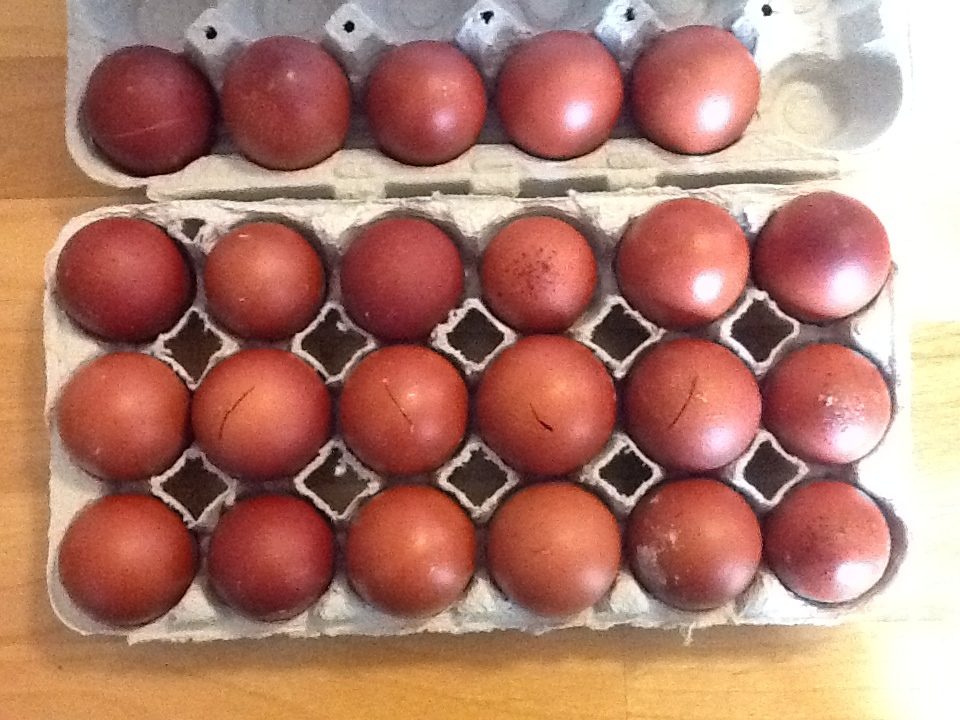 050212GoodEggs.JPG