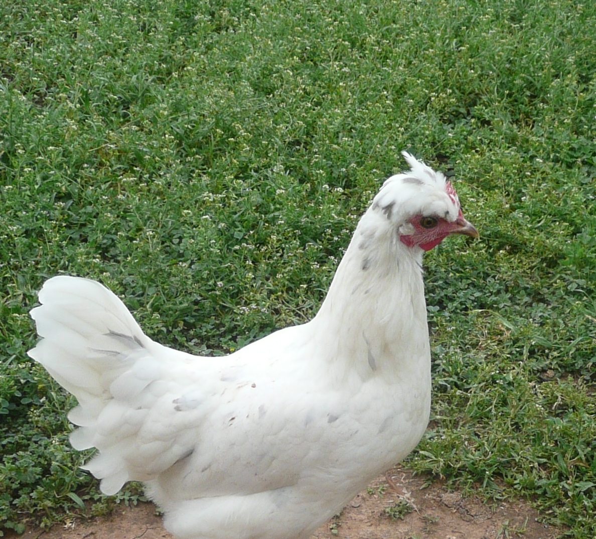 Rue (Silky Jr).jpg