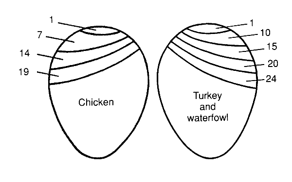 3f2ac6a4_aircellschickenwaterfowlturkey.gif