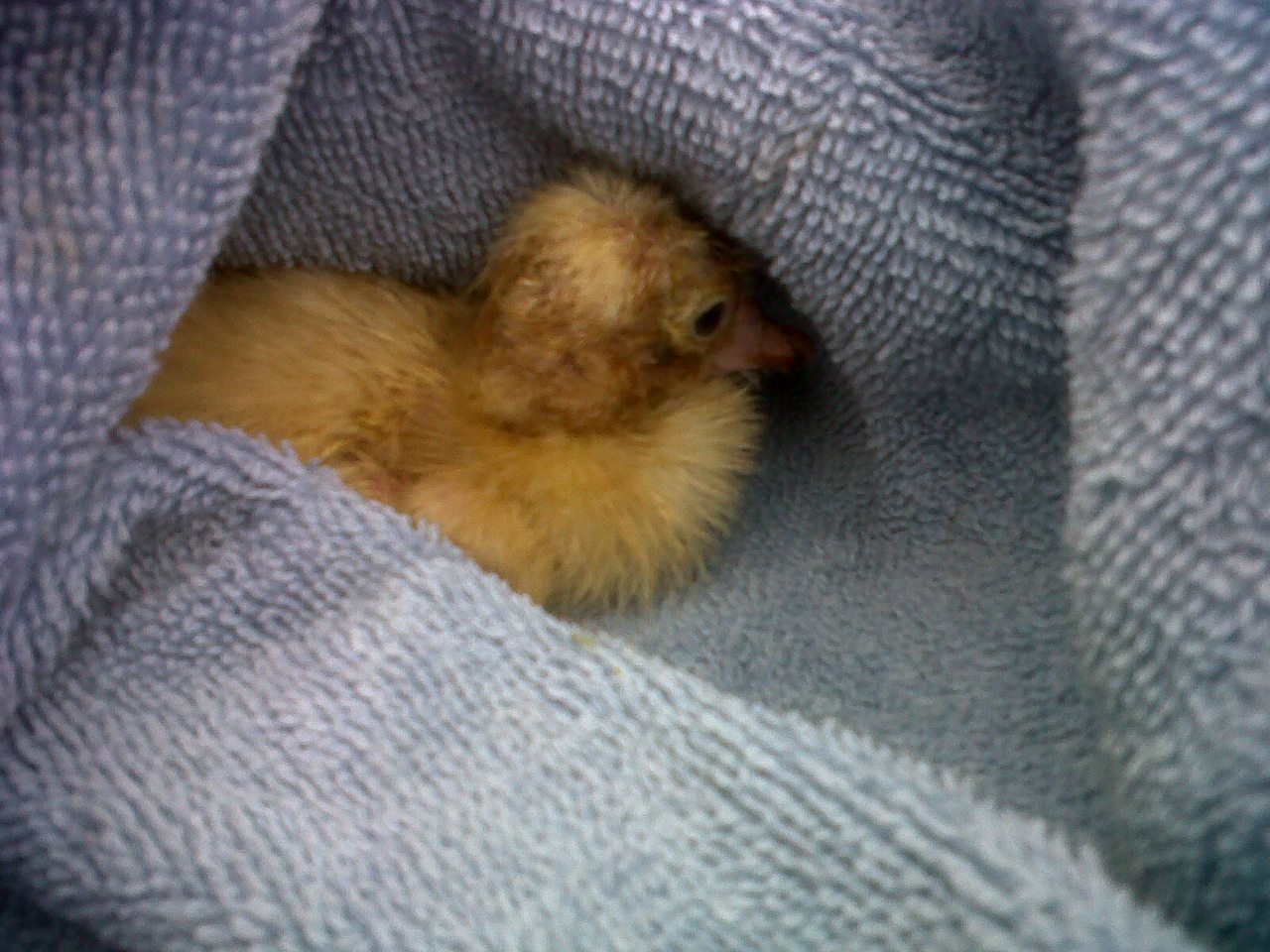 600x450px-LL-397fa13c_MuscovyDuckling.jpeg