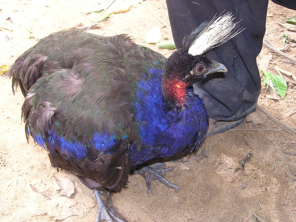 Afropavo male dazed .jpg