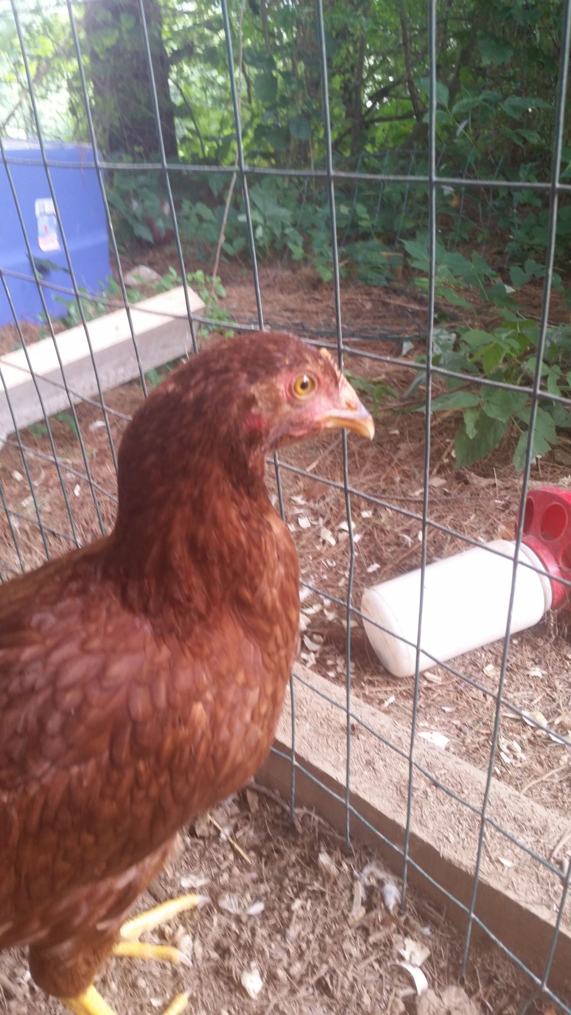 when will my chickens start laying?