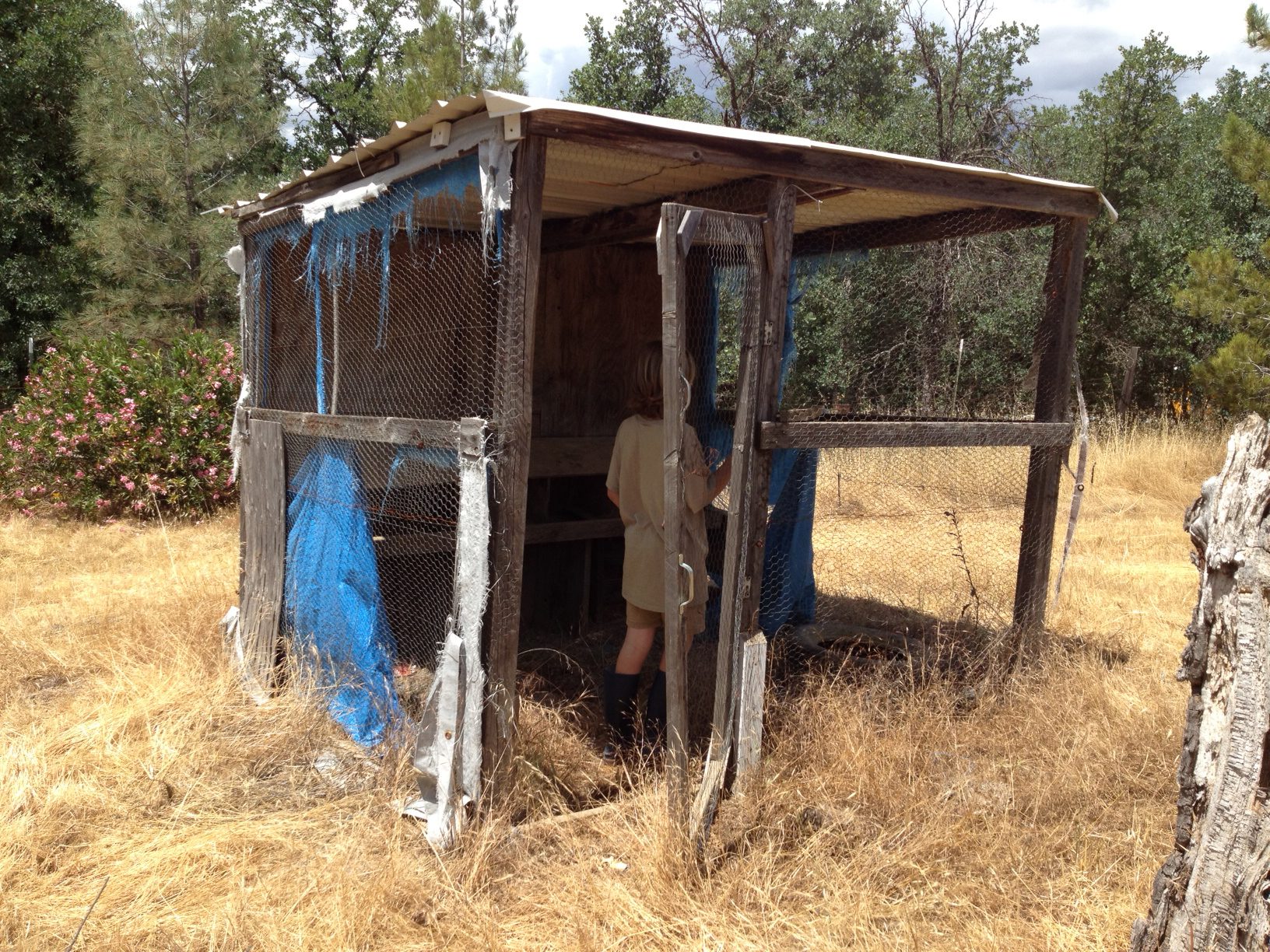 chicken coop.JPG