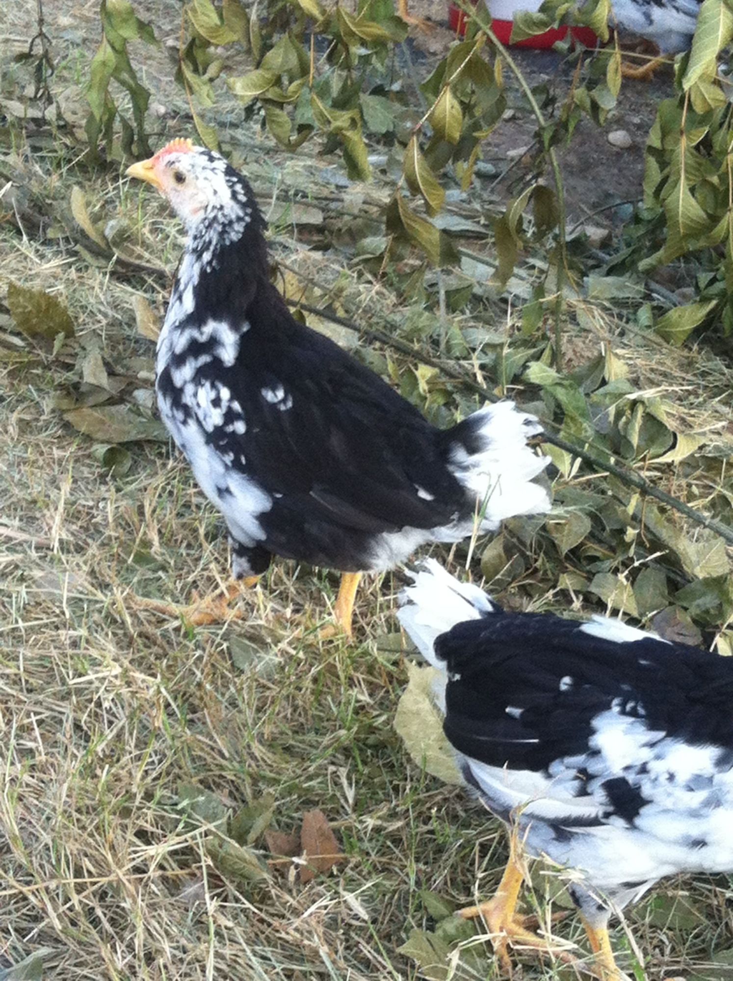 Anconas - please say pullet not cockerel.