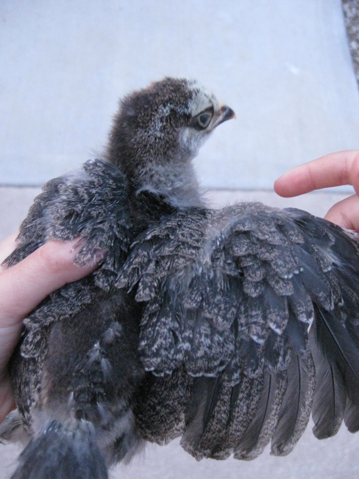 Dark Brahma Chicken Eggs - Viewing Gallery Dark Brahma Chicken Eggs - Viewing Gallery