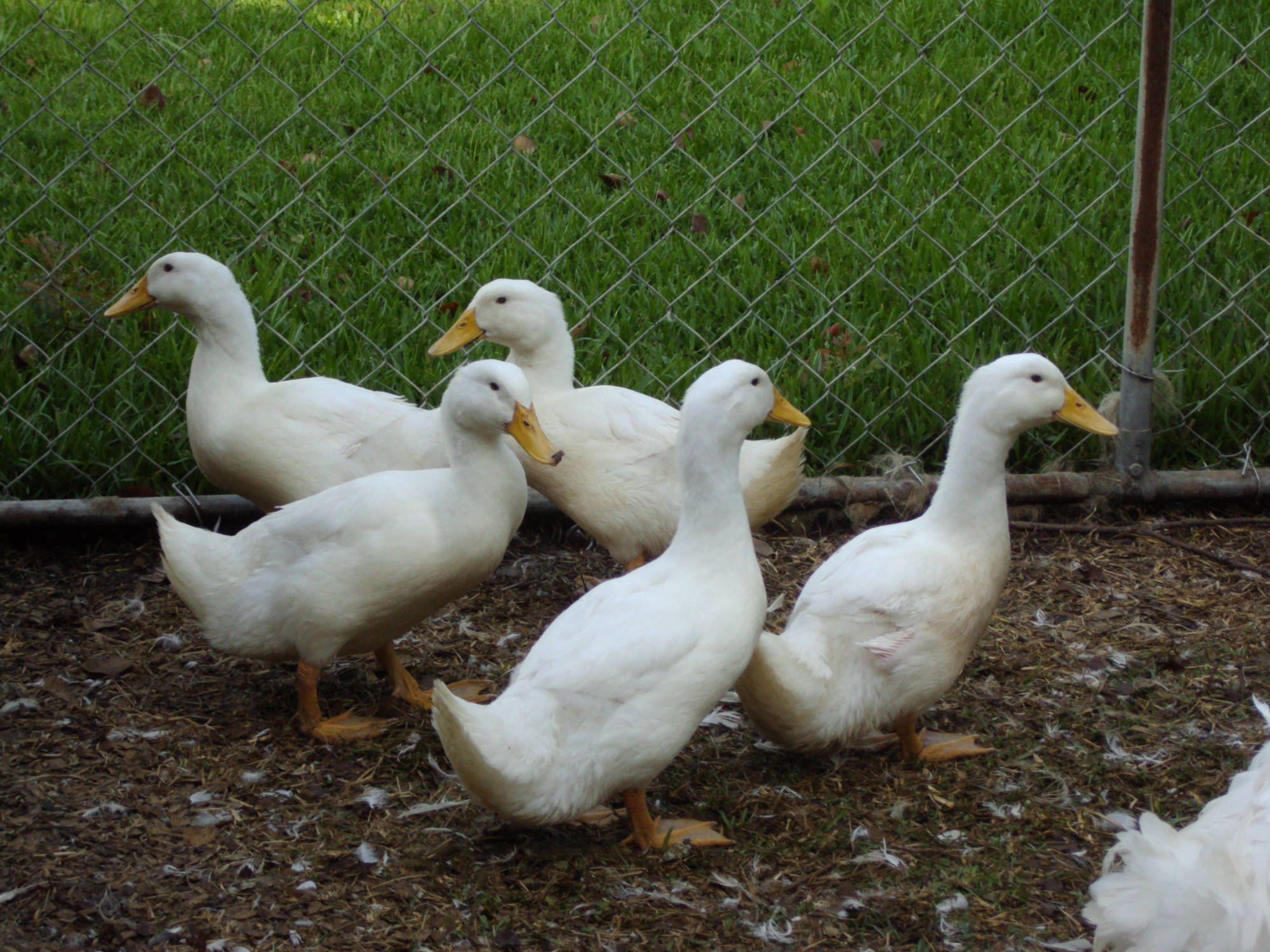 pekinducks6312005.jpg