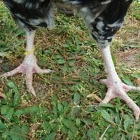 Feet.jpg