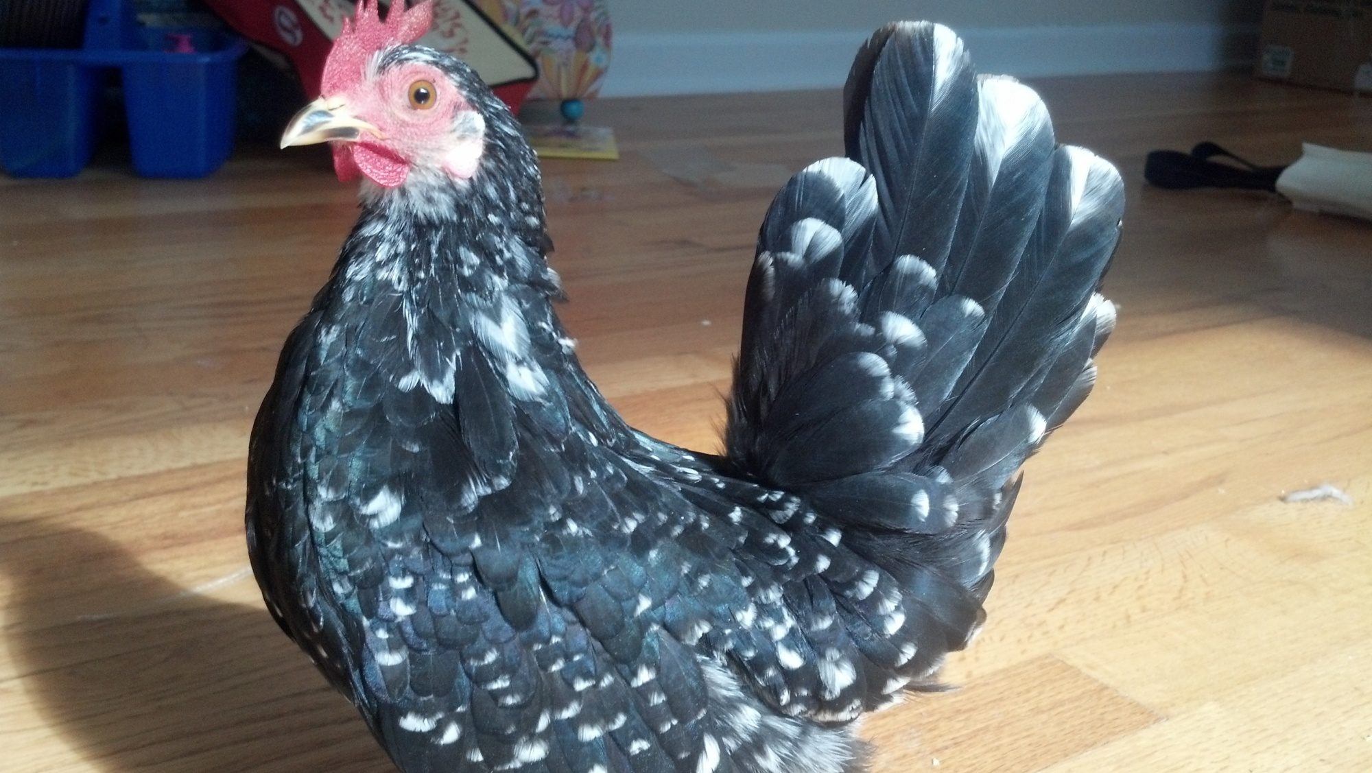 mottled hen