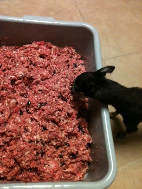 Lando inspecting the raw meats