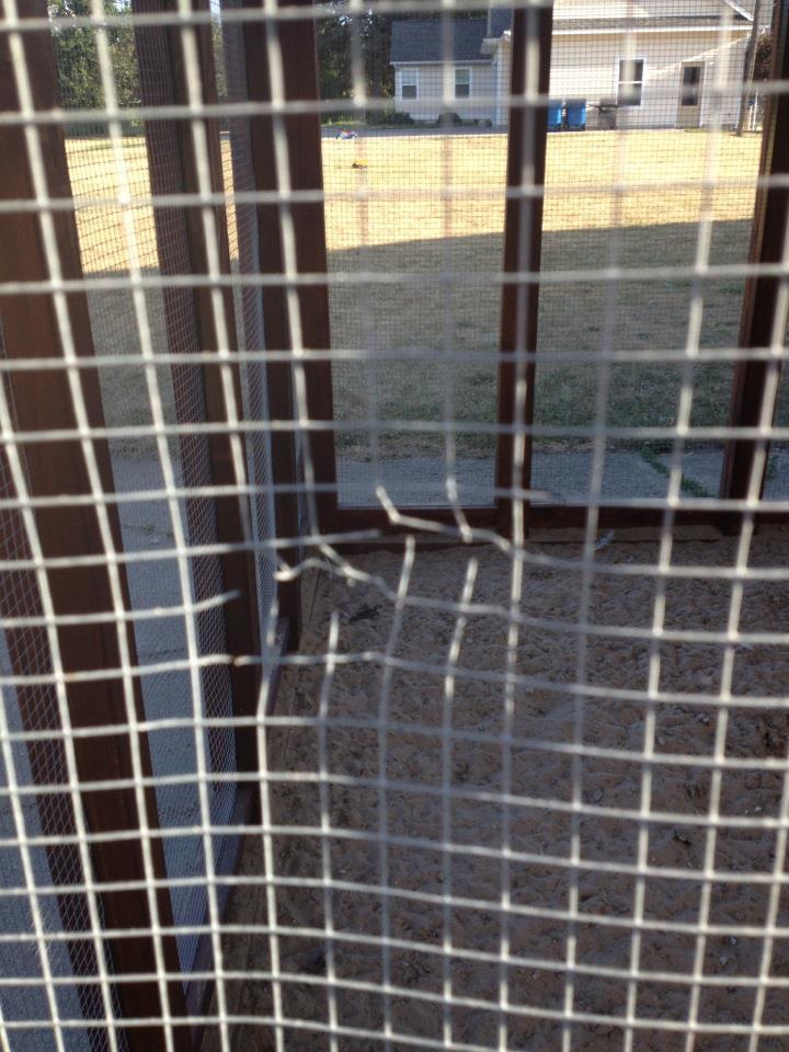 Something ripped my hardware cloth!  hardware cloth for chickens Something ripped my hardware cloth!  hardware cloth for chickens