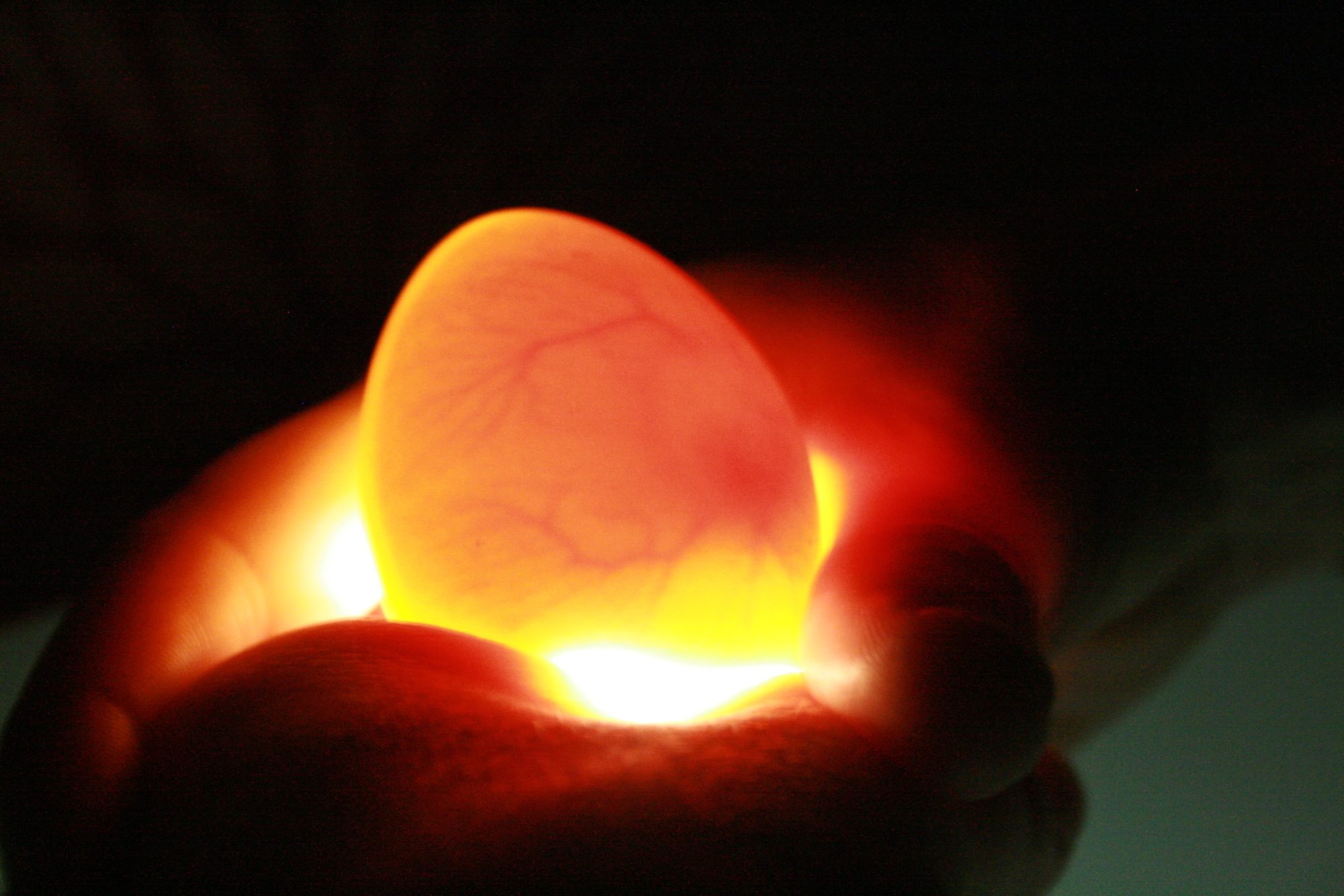 Duck Egg Candling Stages