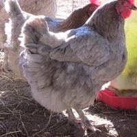 50x50px-ZC-3f2b8c08_bluecopperhens2.jpeg