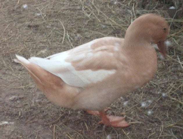 Buff duck 6-29-2012.JPG