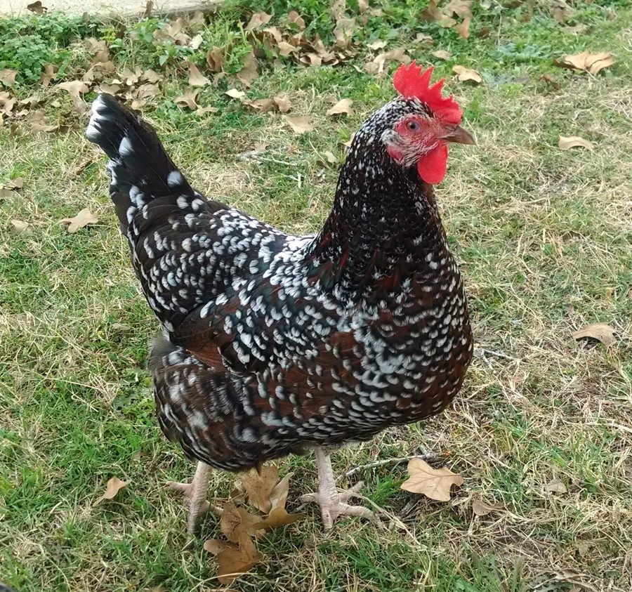 Speckled Sussex and Cuckoo Marans - my Pest Control Company!