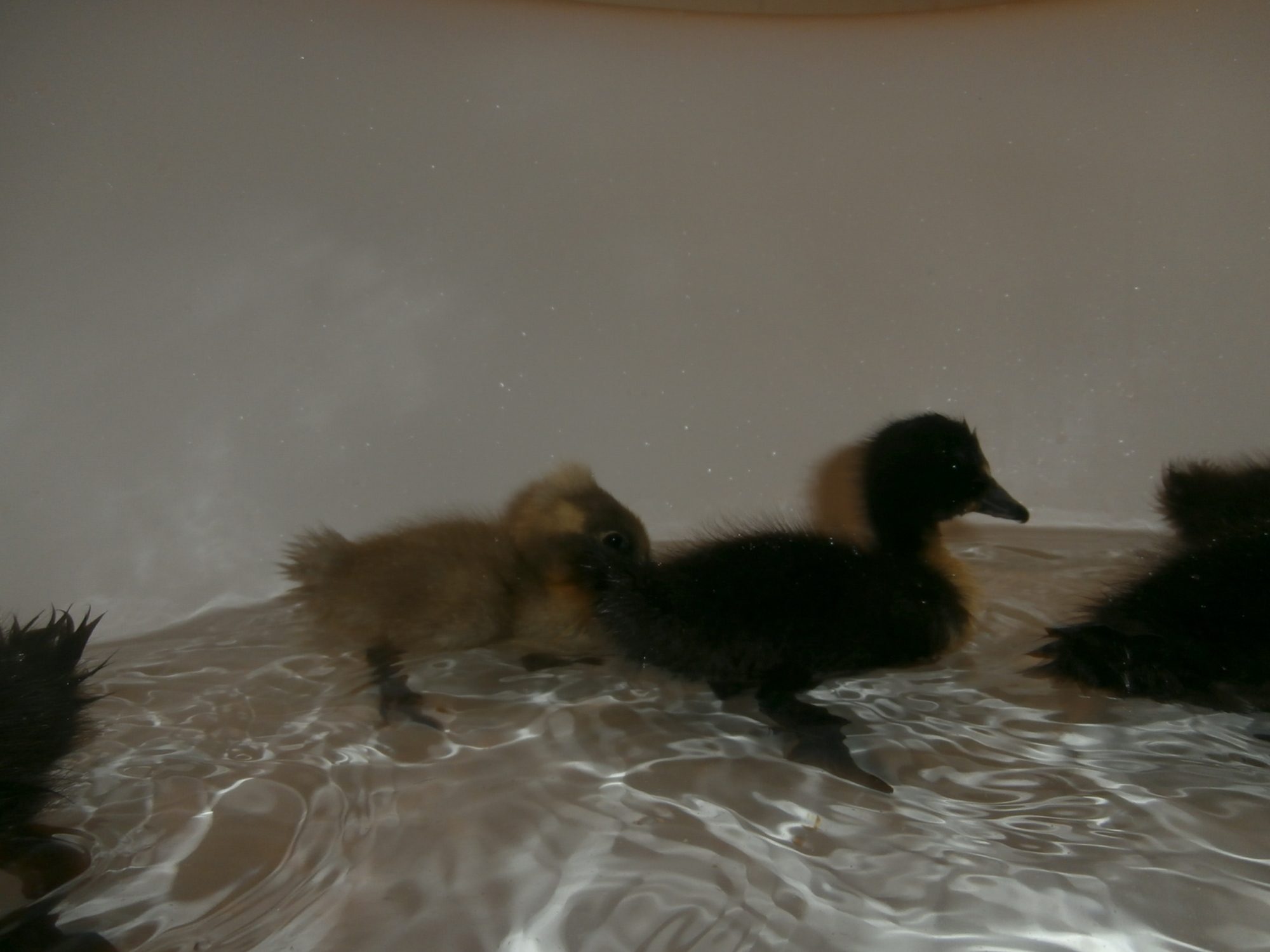Our sweet little babies @)----->-----------