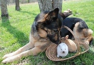 eastercontest1.jpg