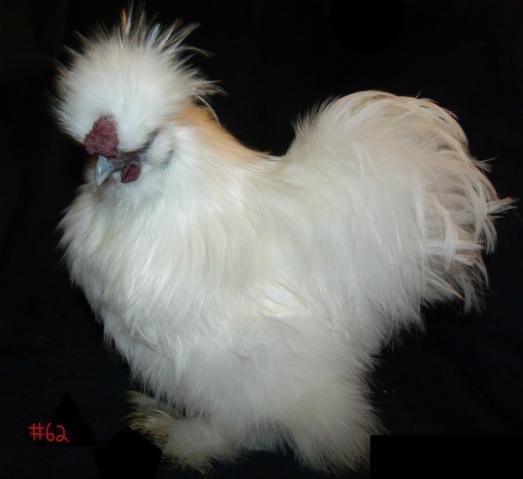 42aed746_34583_rooster_62.jpeg