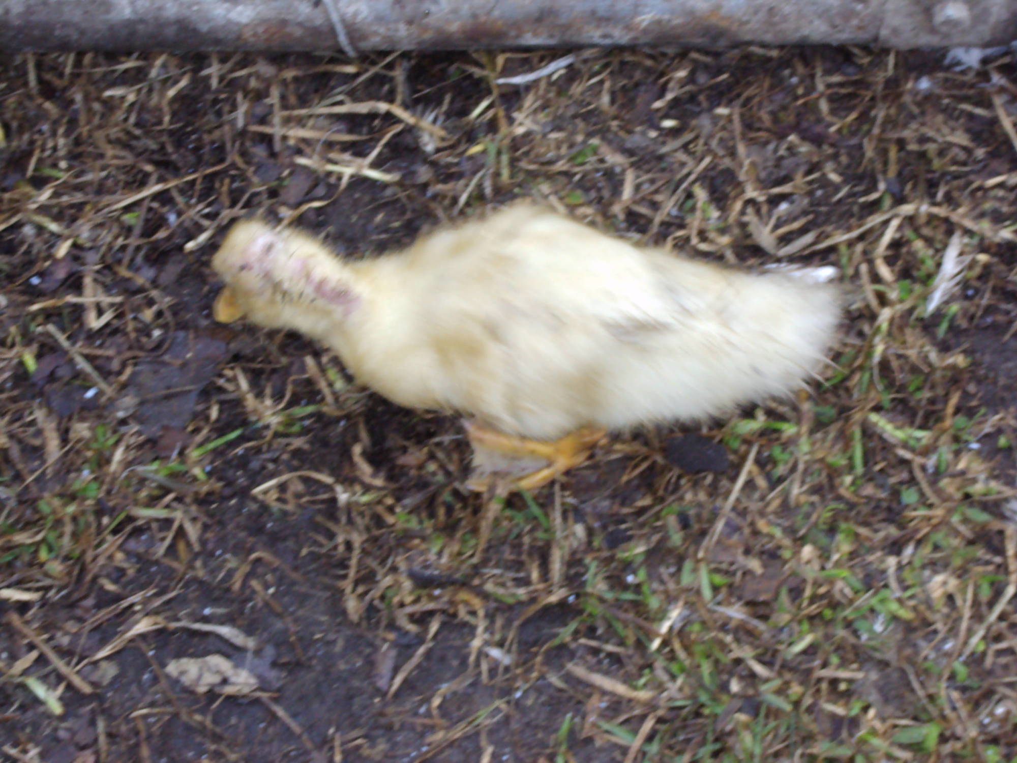 pekinducks6312015.jpg