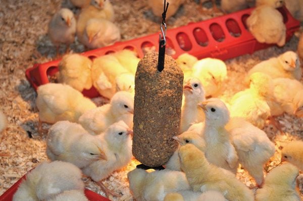 chickswcake.jpg