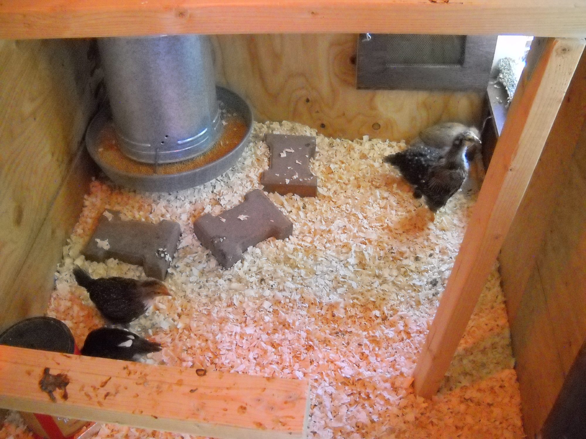 How Long Do Eggs Last In Chicken Coop – Chicken Coop plan idea
