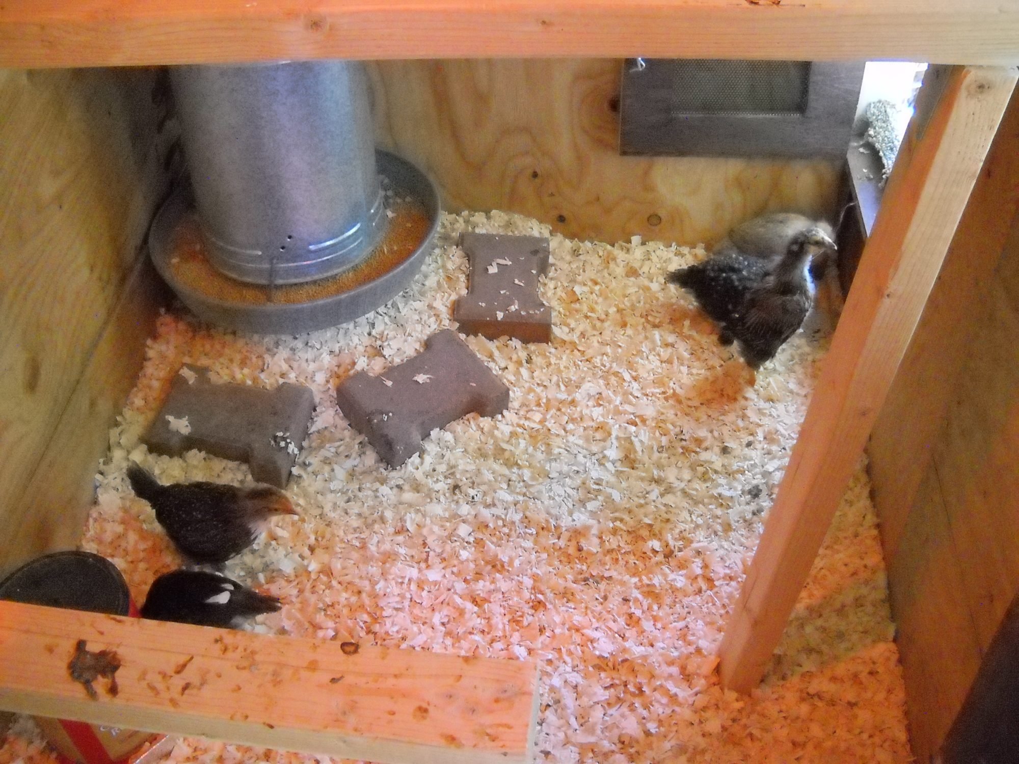 The chicks don't seem to mind that the roosts are a little rickety. It ...