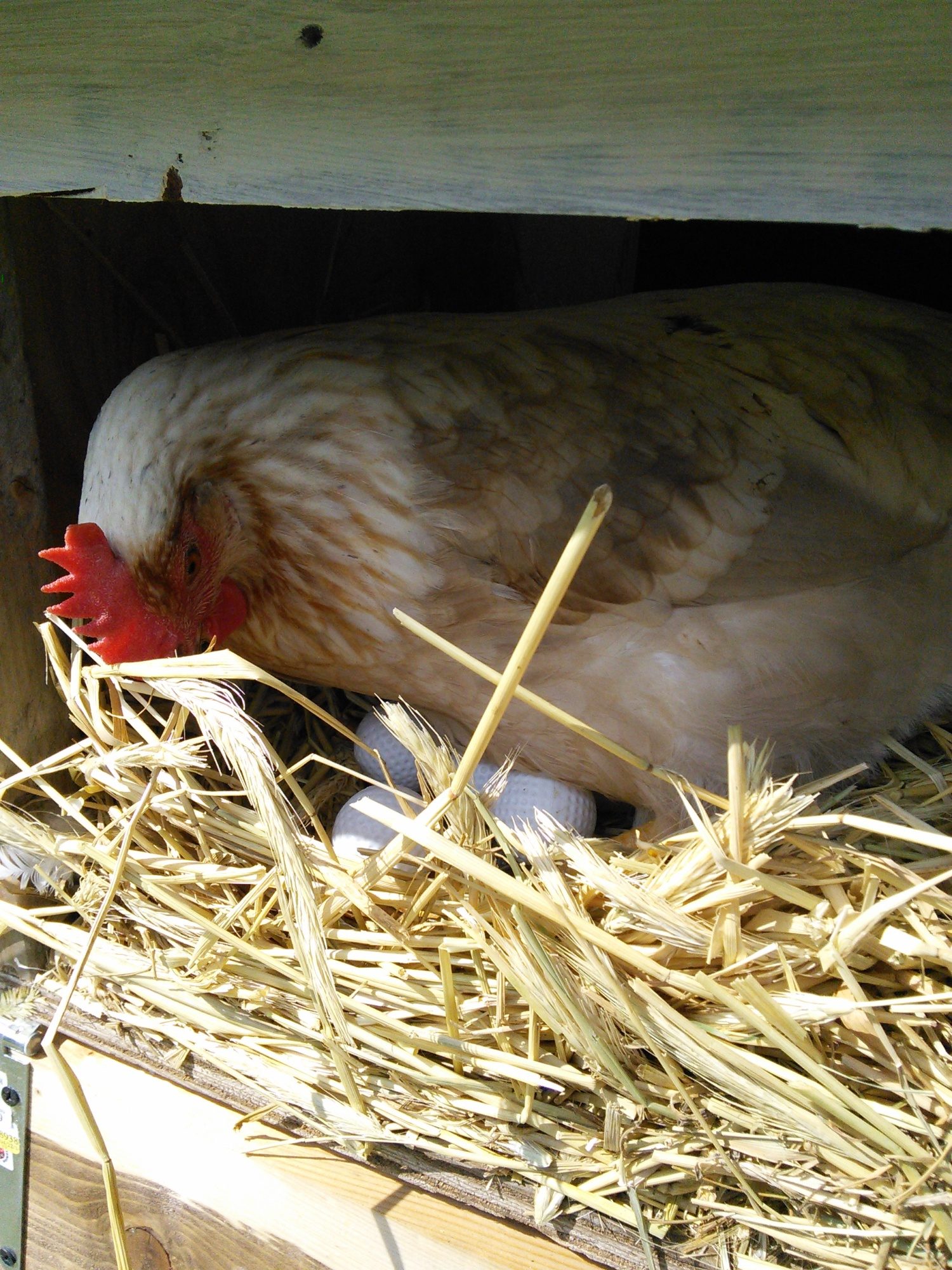 Just started laying, is she already broody?