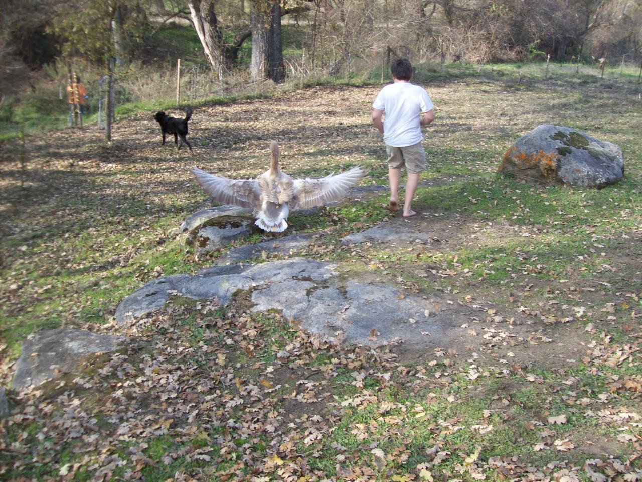 nyd hatch+ 006.JPG