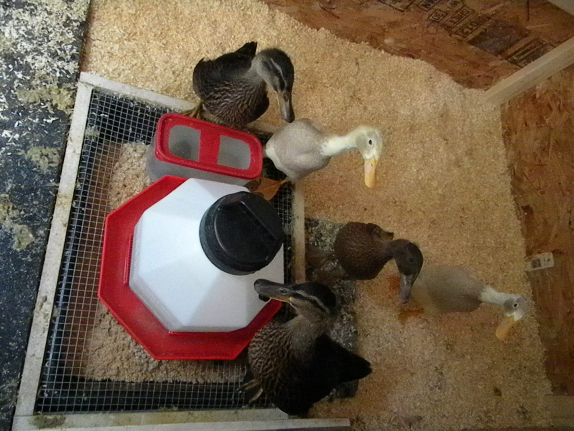 brooder interior 002.JPG