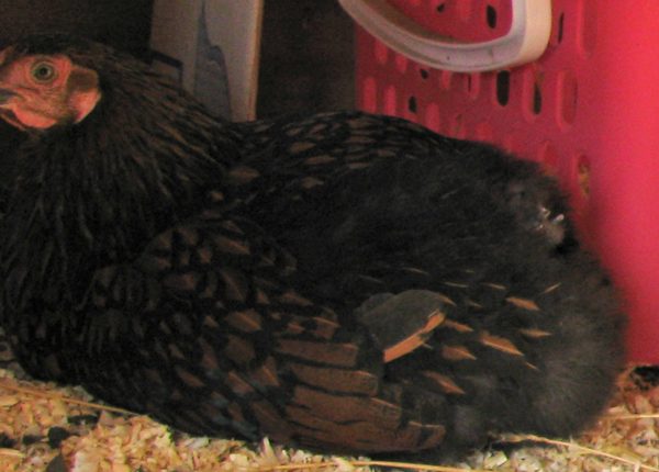 Bare butted Golden Laced Wyandottes